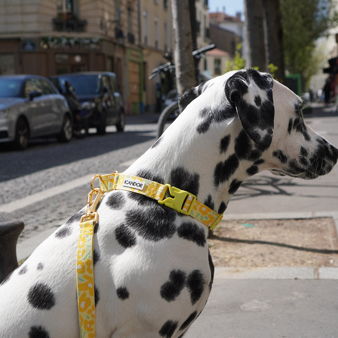 Martingale Collar, Buckle_Big Fish Yellow