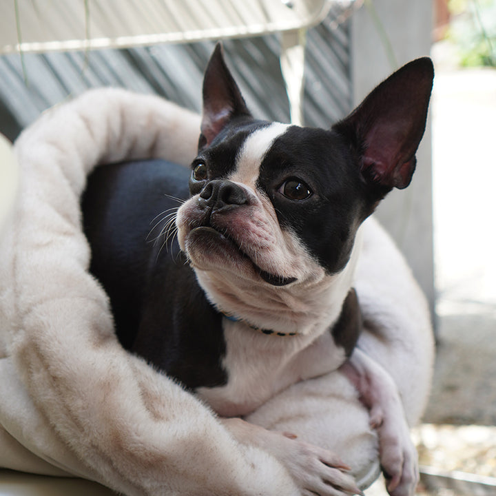 Snuggle Nest: black and white dog sitting in the nest outdoors