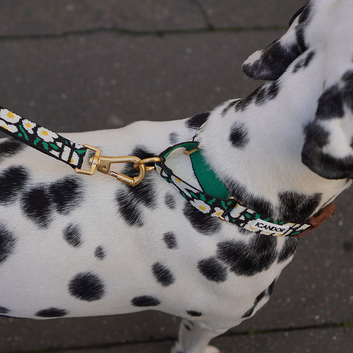 Martingale Collar, Buckle_Big Fish