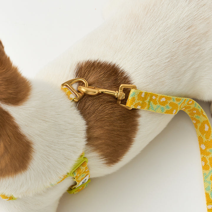 No-Pull Harness_Big Fish Yellow