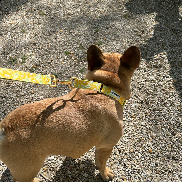 Martingale Collar, Buckle_Big Fish Yellow