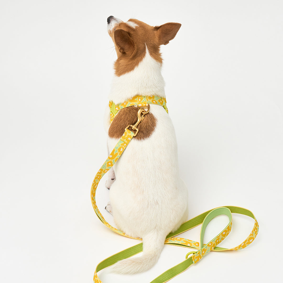 No-Pull Harness_Big Fish Yellow