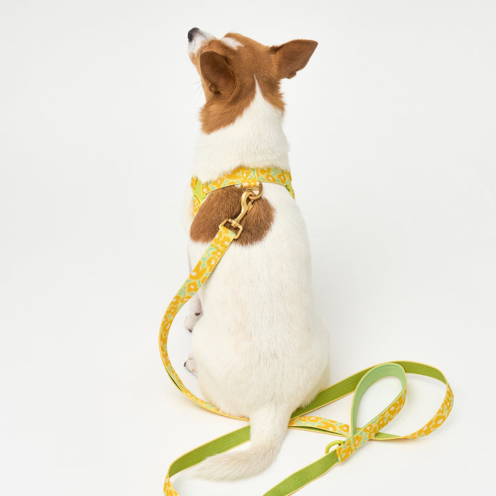 No-Pull Harness_Big Fish Yellow