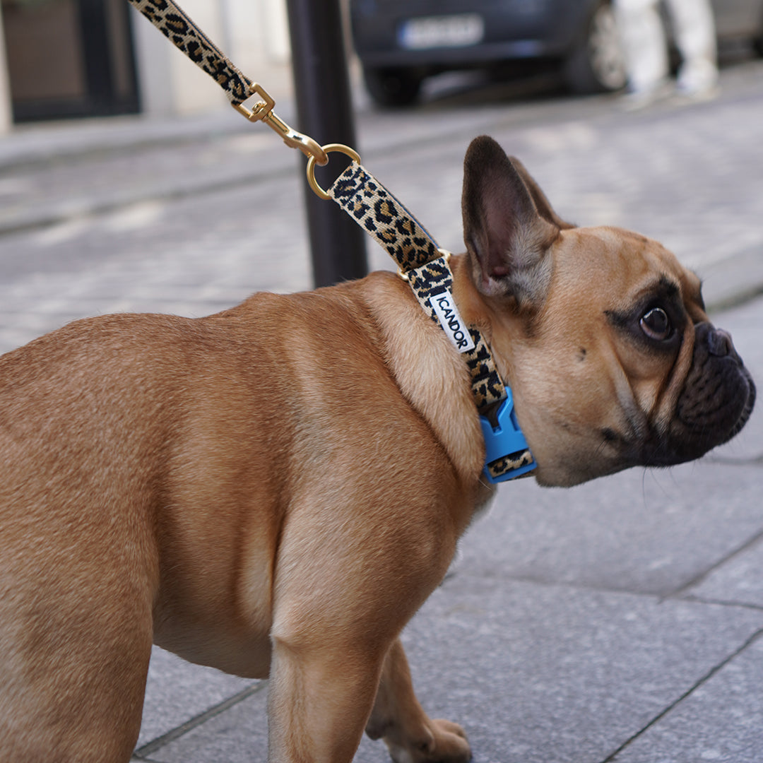 Martingale Collar, Buckle_Leopard