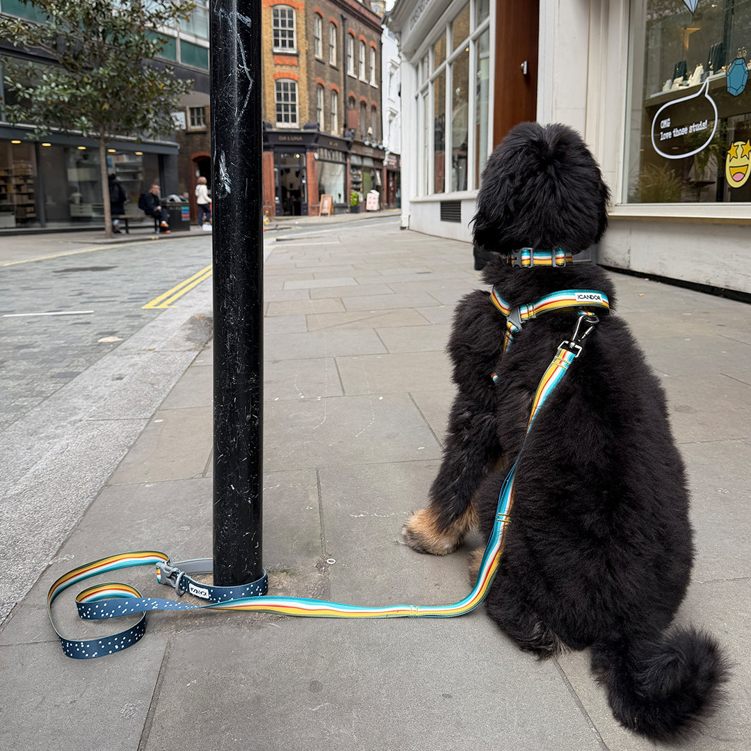 No-Pull Harness_Ripple