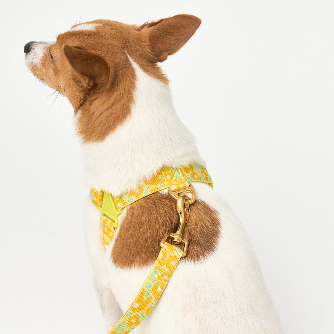 No-Pull Harness_Big Fish Yellow