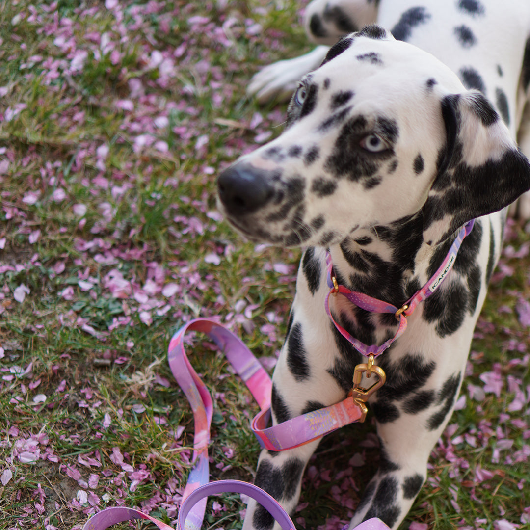 Martingale Collar, Buckle_Milky Way