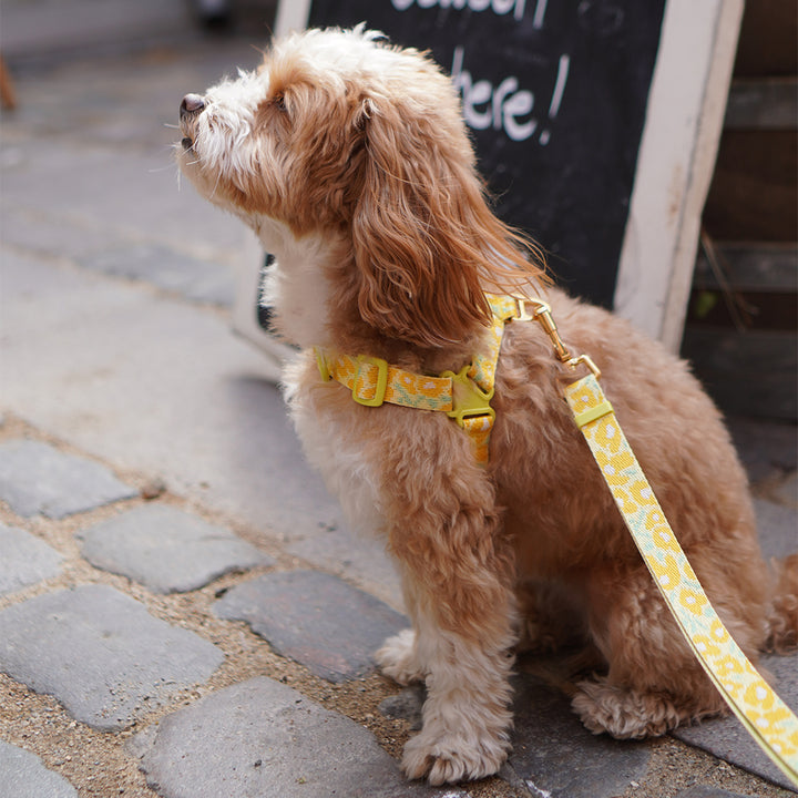No-Pull Harness_Big Fish Yellow