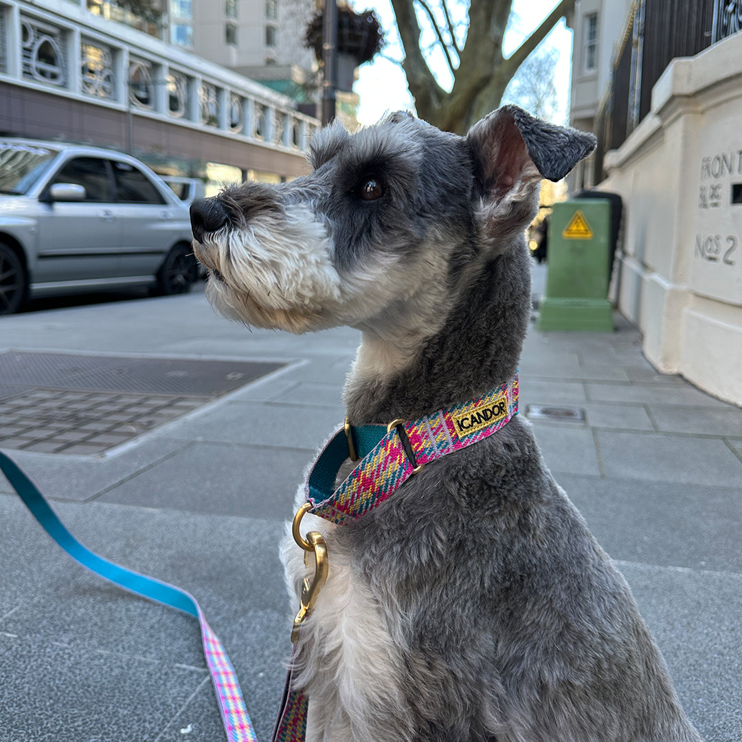 Martingale Collar, Buckle_Edinburgh Check