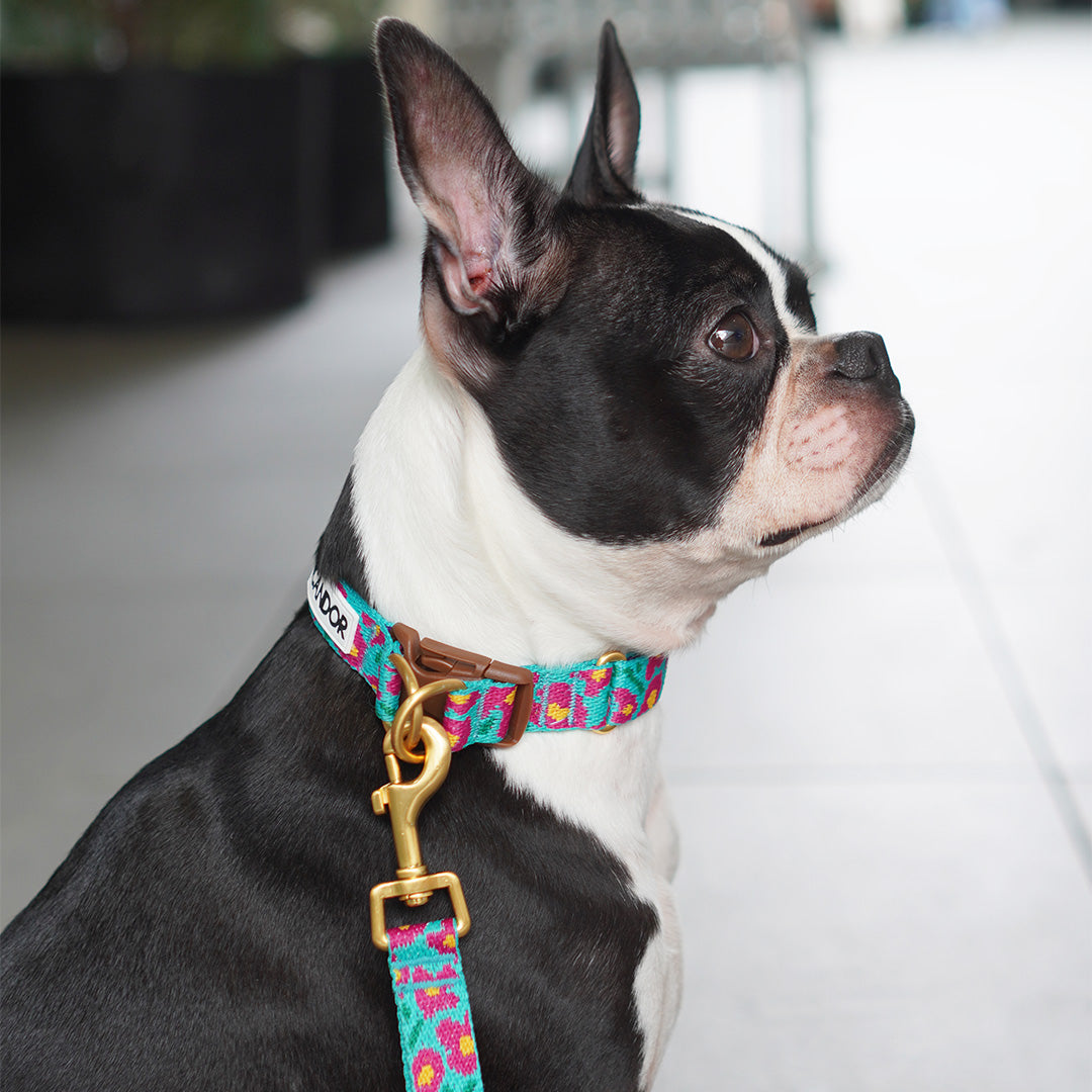 Gentle Collar Dual_Big Fish_Mint