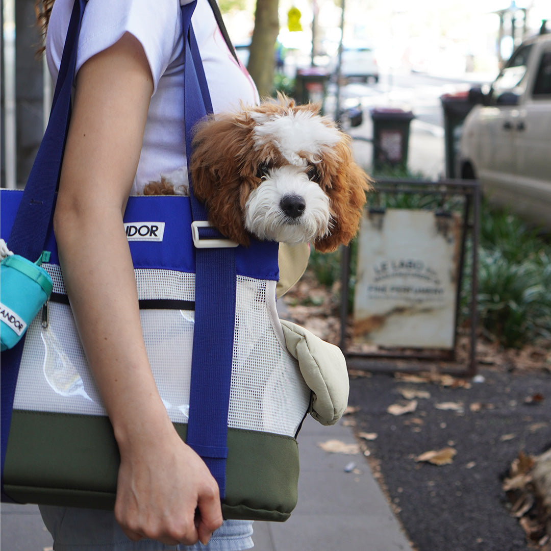 BAG – iCANDOR
