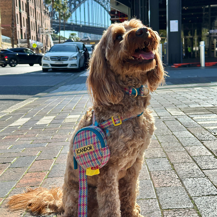 No-Pull Harness_Edinburgh Check