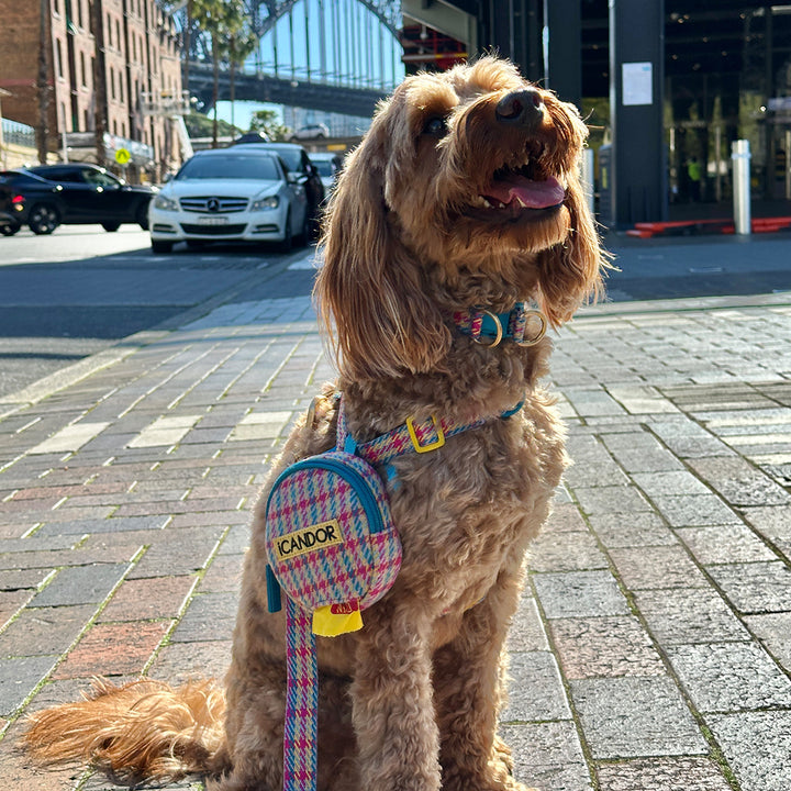 Gentle Leash_Edinburgh Check