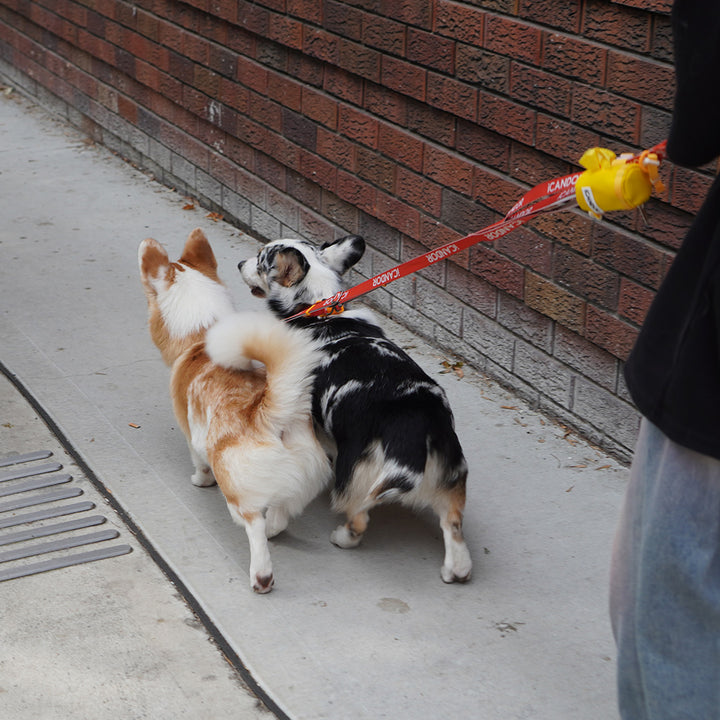 Gentle Leash Dual_Signature