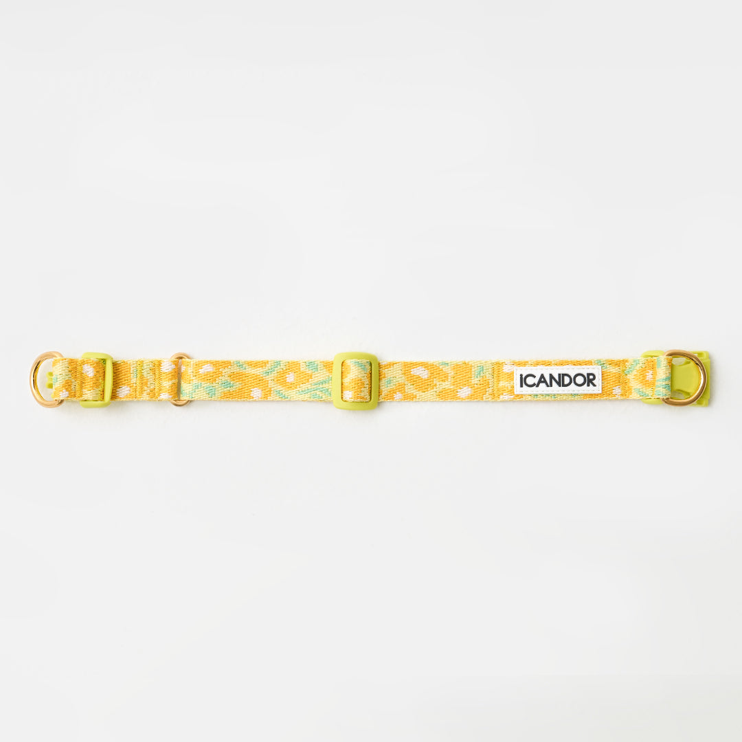Gentle Collar Dual_Big Fish Yellow