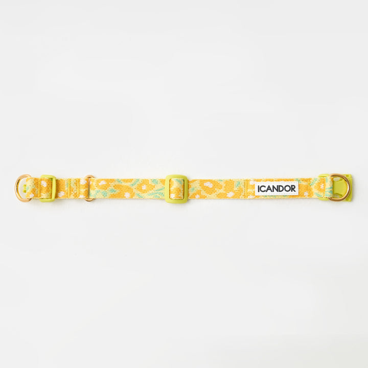 Gentle Collar Dual_Big Fish Yellow