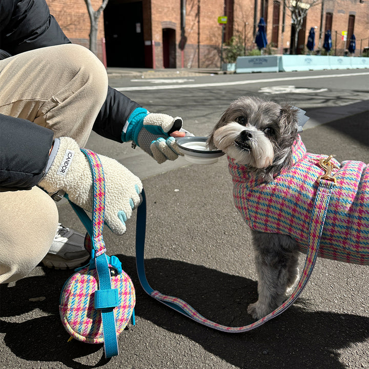 Gentle Leash_Edinburgh Check