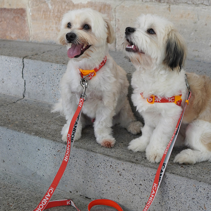 Gentle Leash_Signature