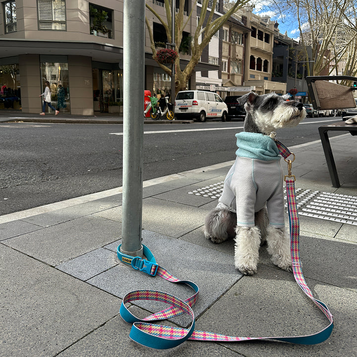 Martingale Collar, Buckle_Edinburgh Check