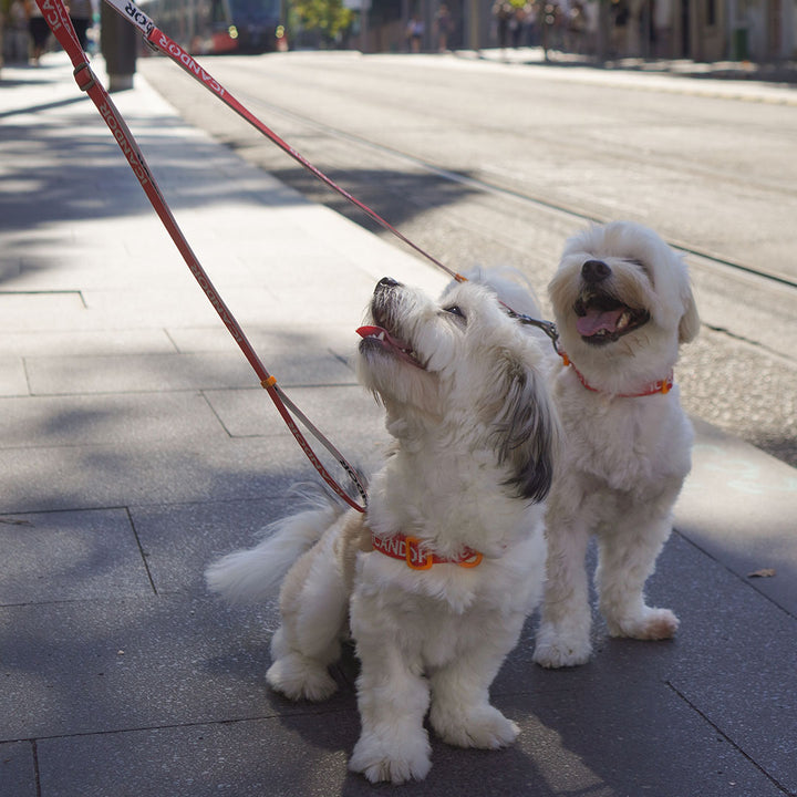 Gentle Leash Dual_Signature