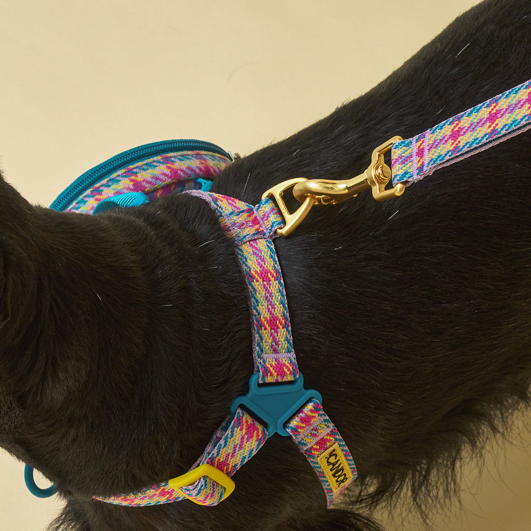 Gentle Leash_Edinburgh Check