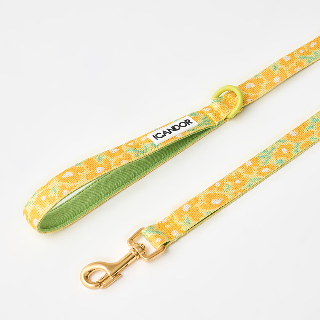 Gentle Leash_Big Fish Yellow