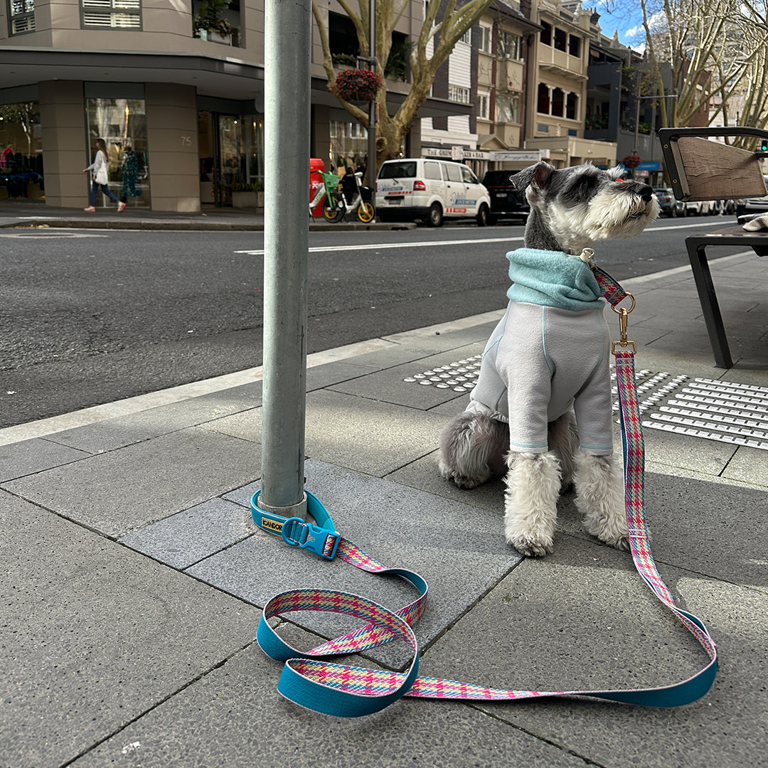 Gentle Leash Bolt_Edinburgh Check