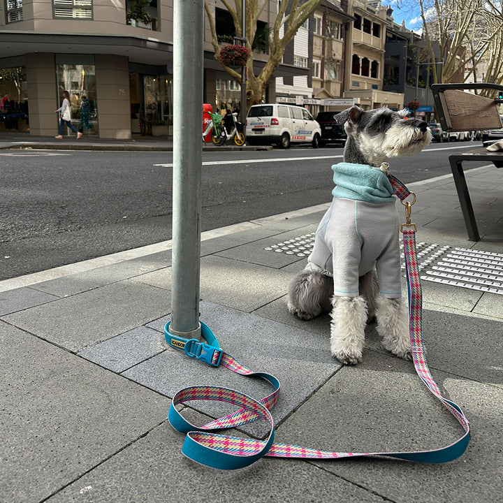 Gentle Leash Bolt_Edinburgh Check