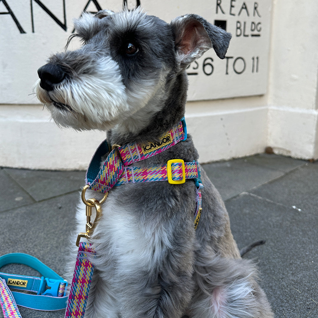 Gentle Leash Bolt_Edinburgh Check