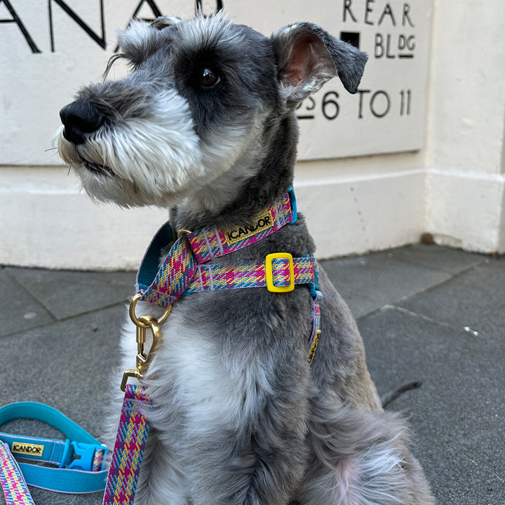 Gentle Leash Bolt_Edinburgh Check