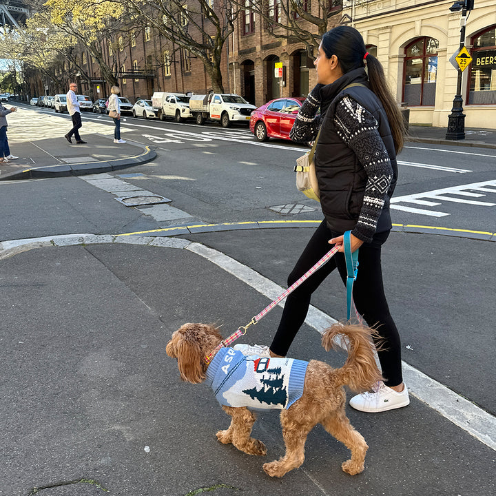 Martingale Collar, Buckle_Edinburgh Check