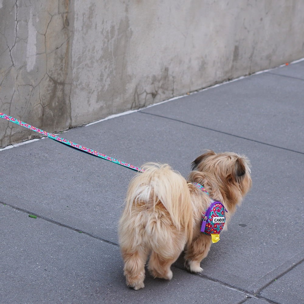 No-Pull Harness_Big Fish Mint