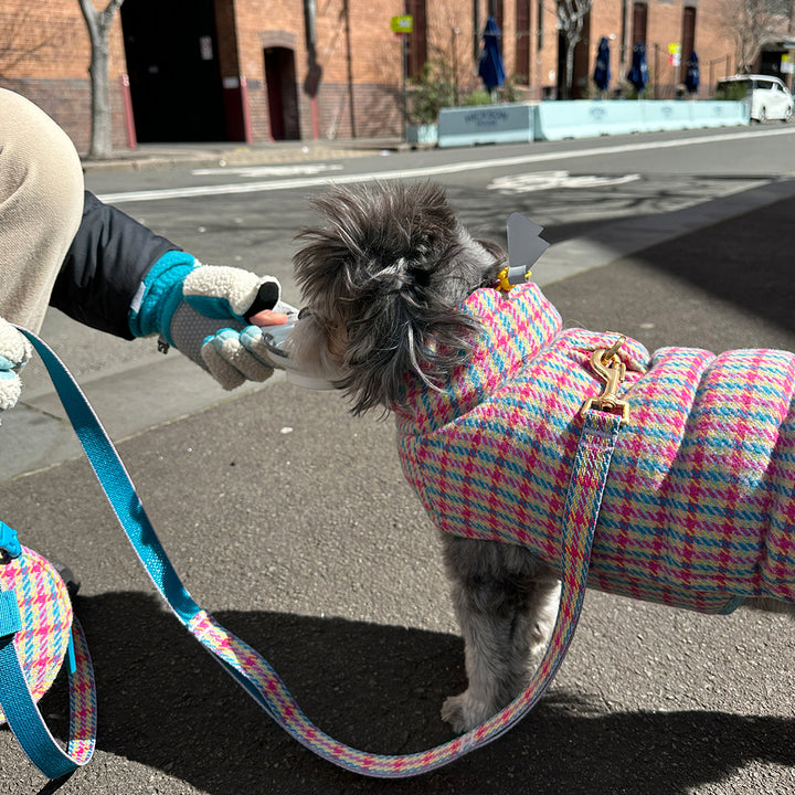 サーモ3、エディンバラチェック_キャンディタータン