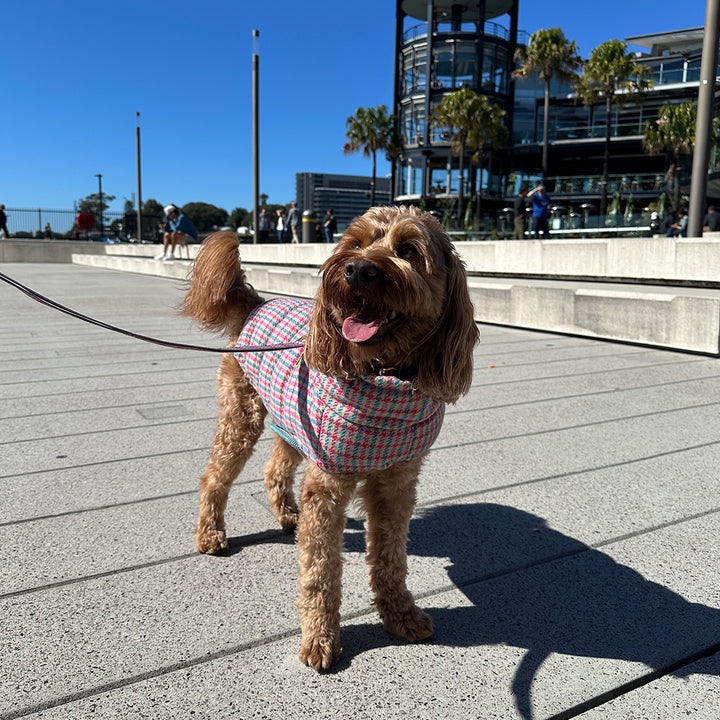 サーモ3、エディンバラチェック_キャンディタータン