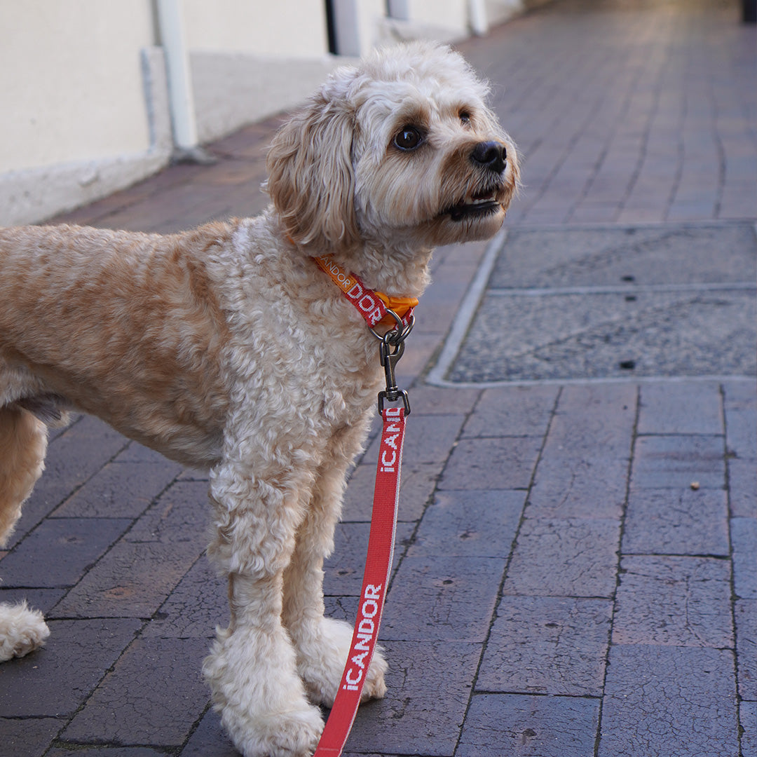 Gentle Leash_Signature