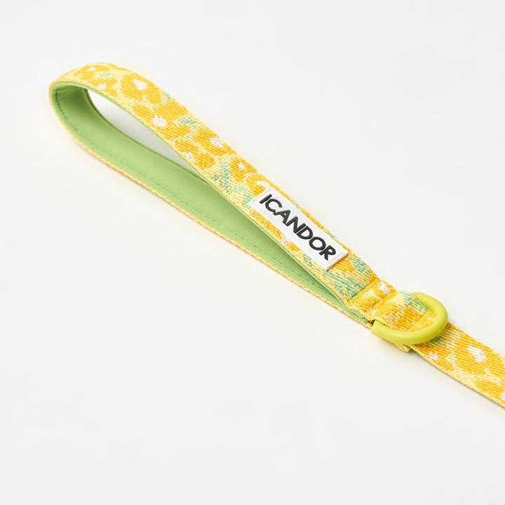 Gentle Leash_Big Fish Yellow