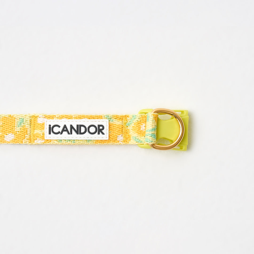 Gentle Collar Dual_Big Fish Yellow