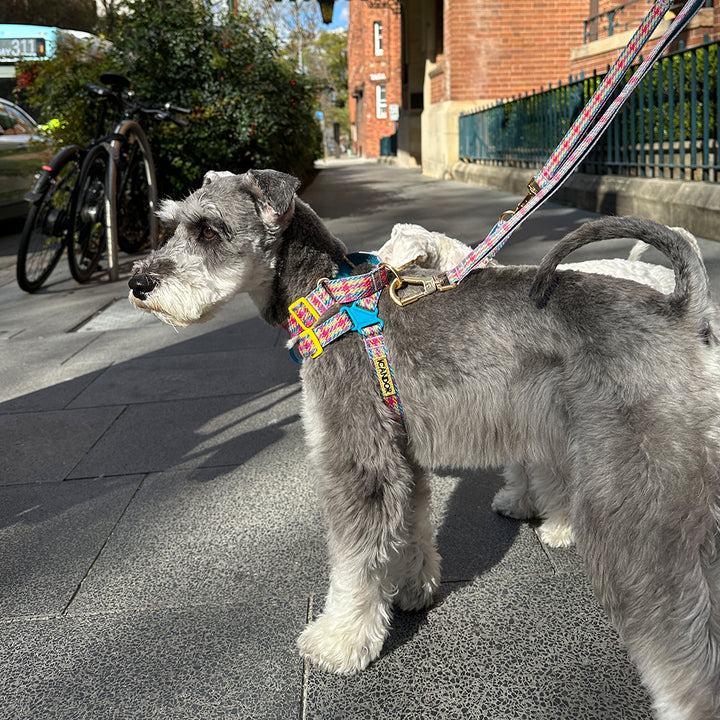 No-Pull Harness_Edinburgh Check