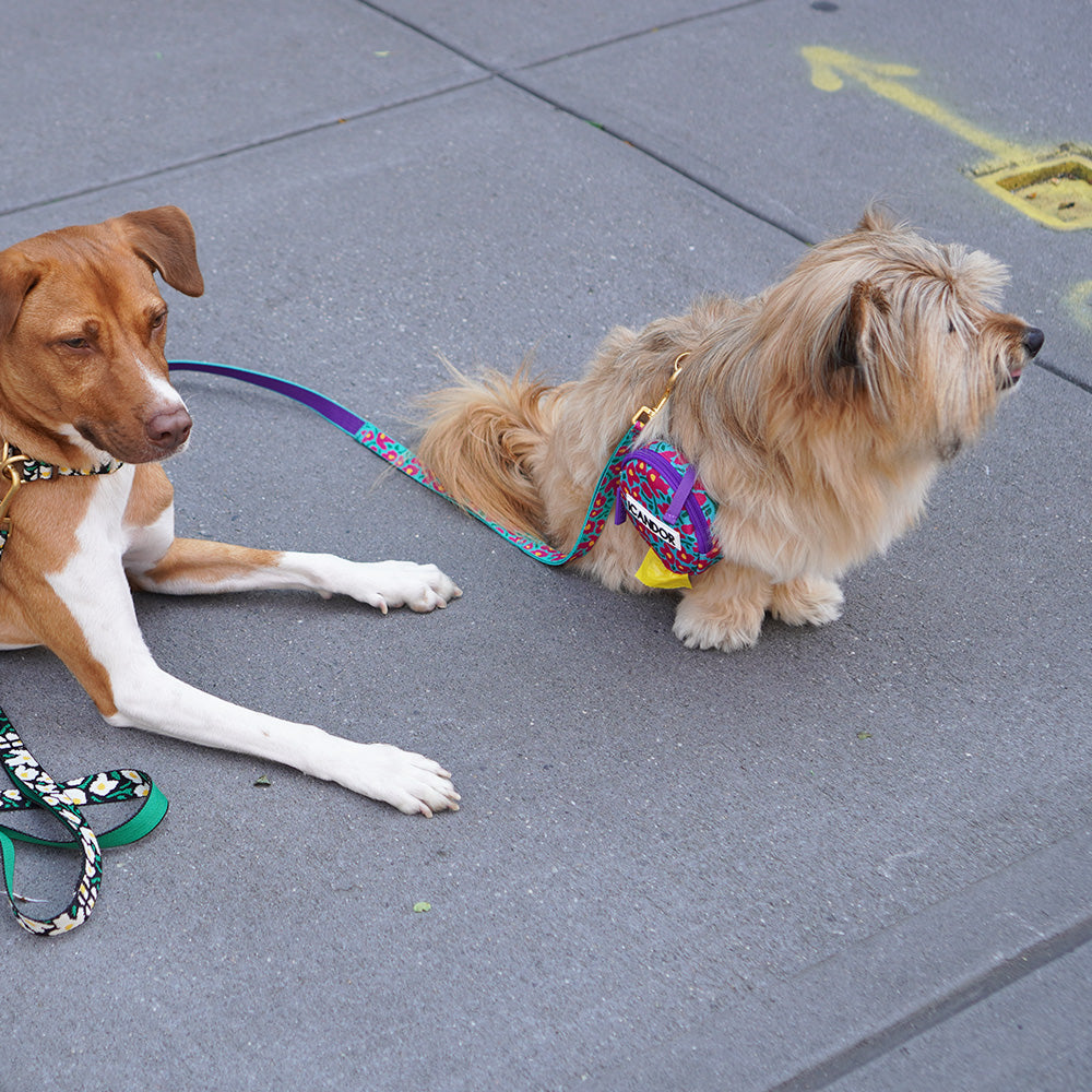 No-Pull Harness_Big Fish Mint