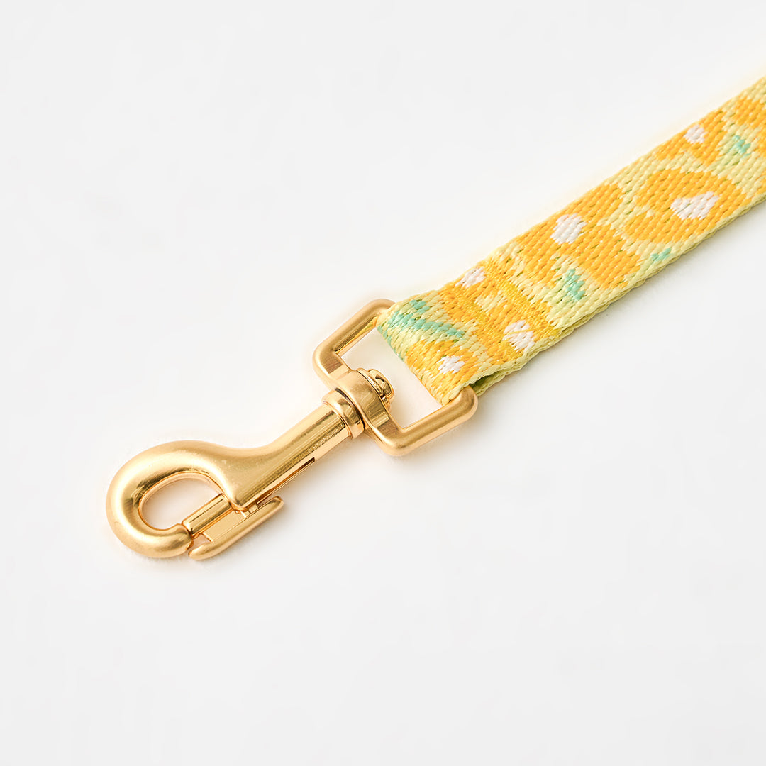 Gentle Leash_Big Fish Yellow