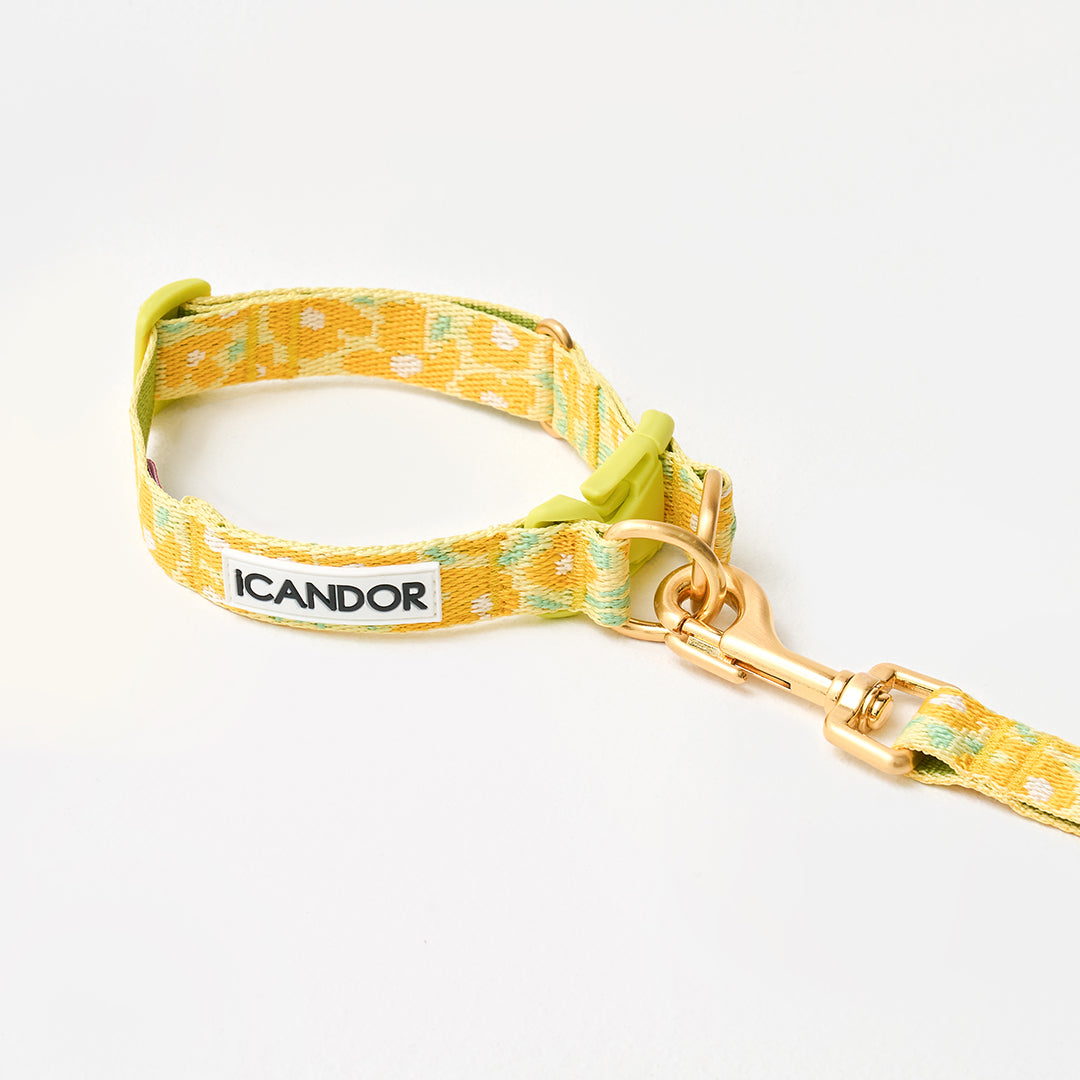 Gentle Collar Dual_Big Fish Yellow