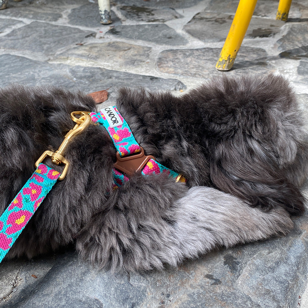 No-Pull Harness_Big Fish Mint