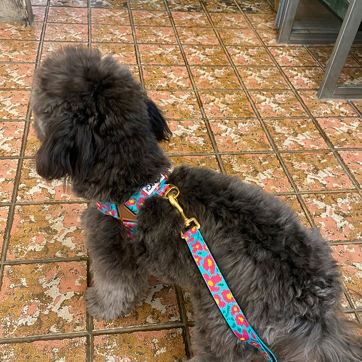 No-Pull Harness_Big Fish Mint