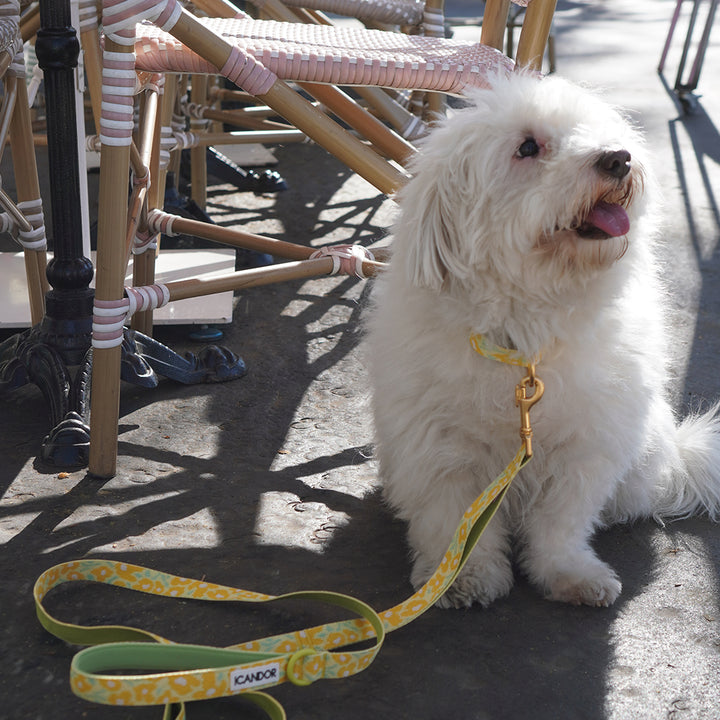 Gentle Leash_Big Fish Yellow