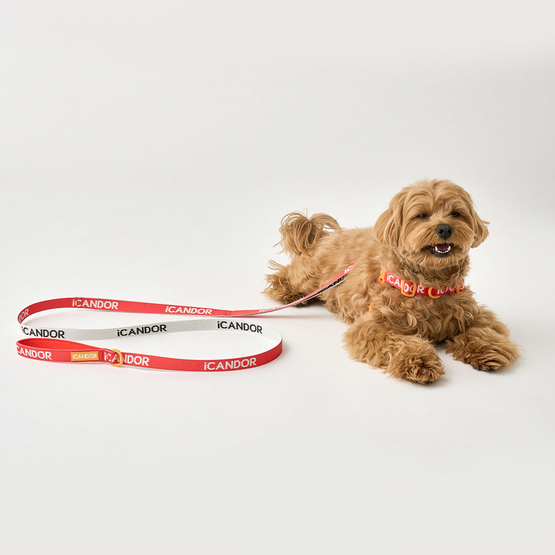 Gentle Leash_Signature