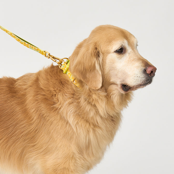 Gentle Collar Dual_Big Fish Yellow