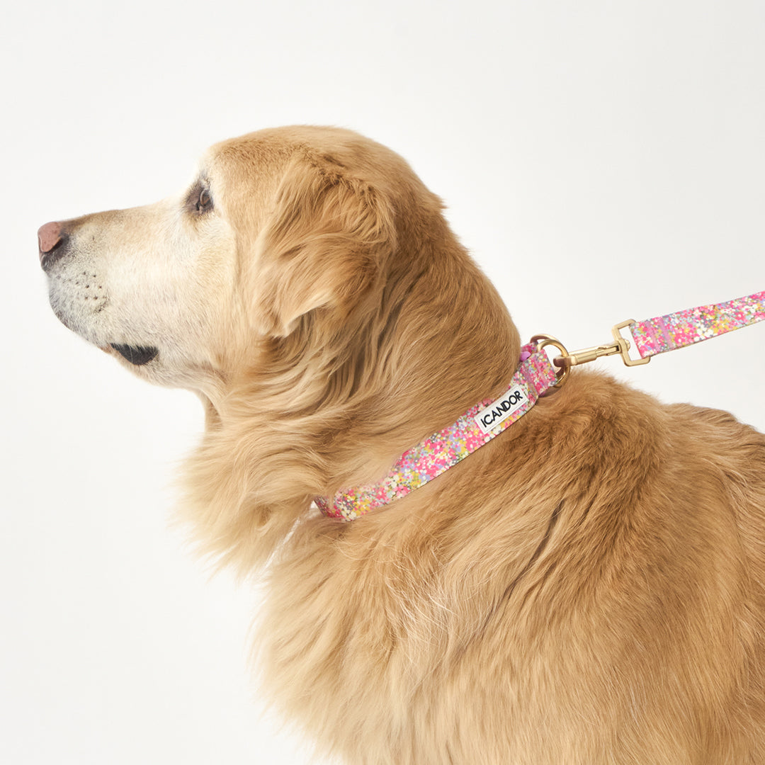 Gentle Collar Dual_Flora