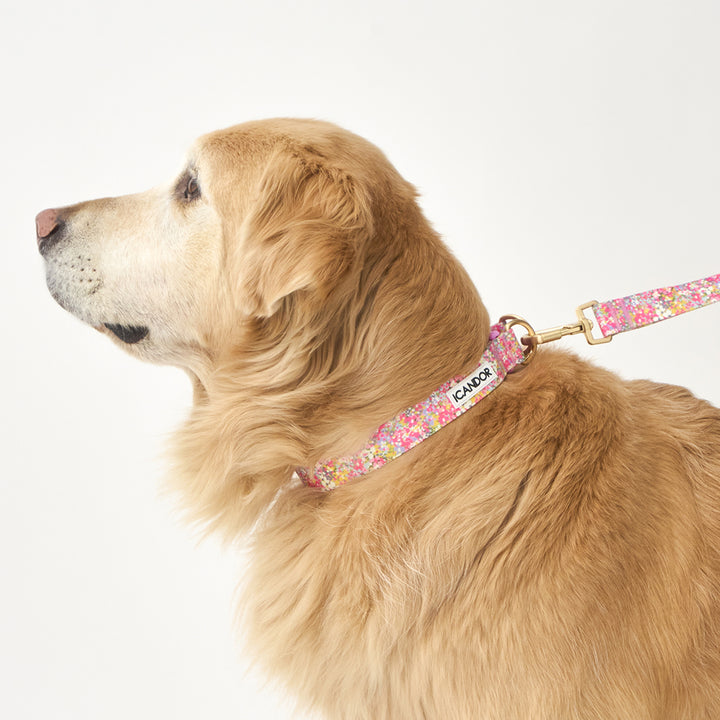 Gentle Collar Dual_Flora