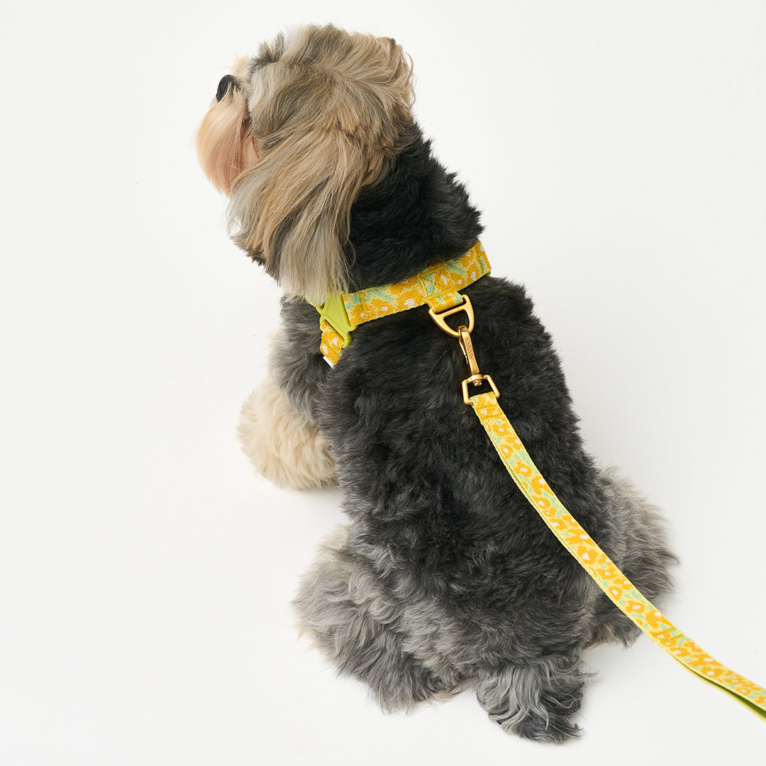 No-Pull Harness_Big Fish Yellow