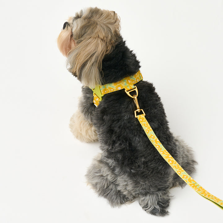 No-Pull Harness_Big Fish Yellow